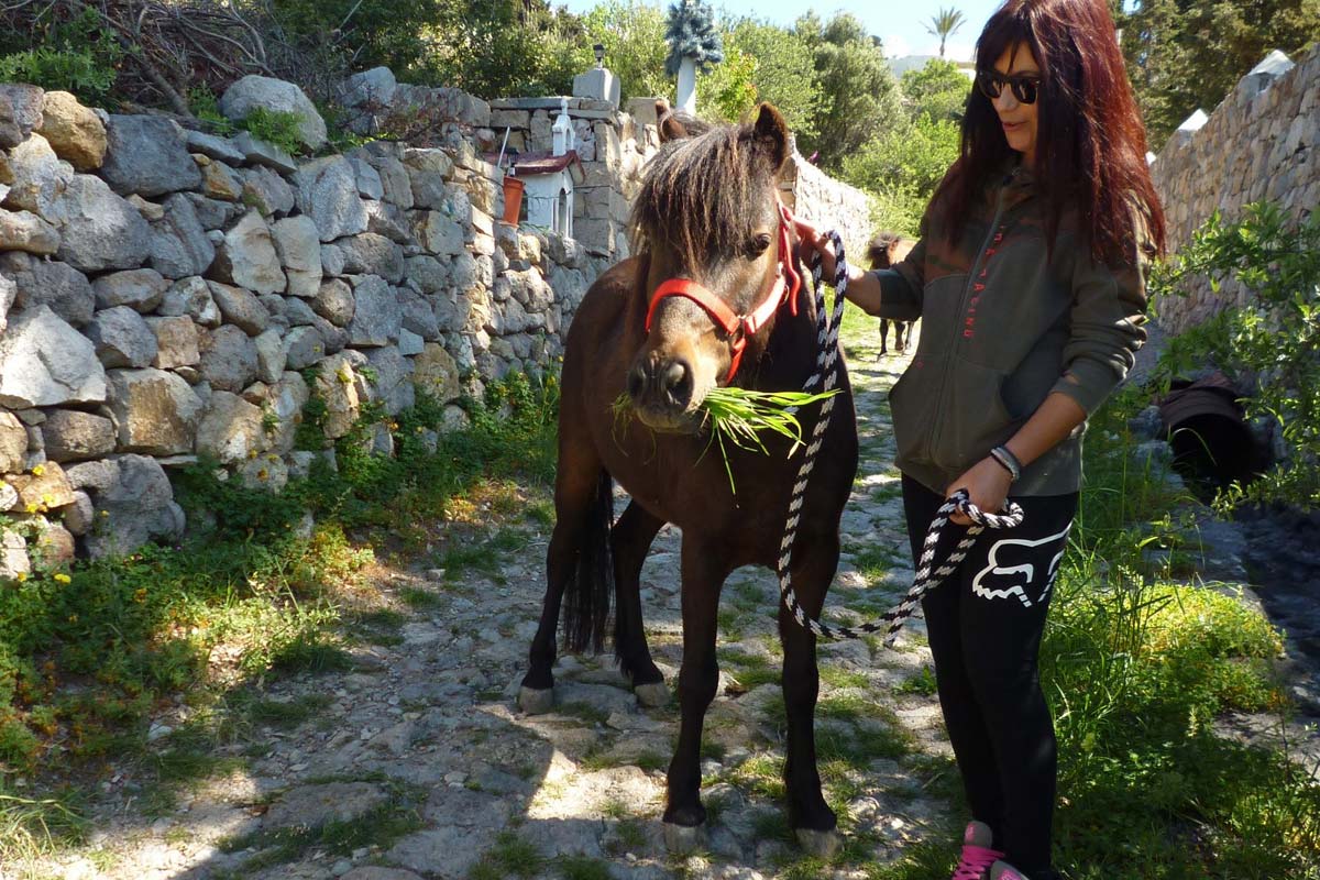 Skyrian Horse Conservation Programme Patmos