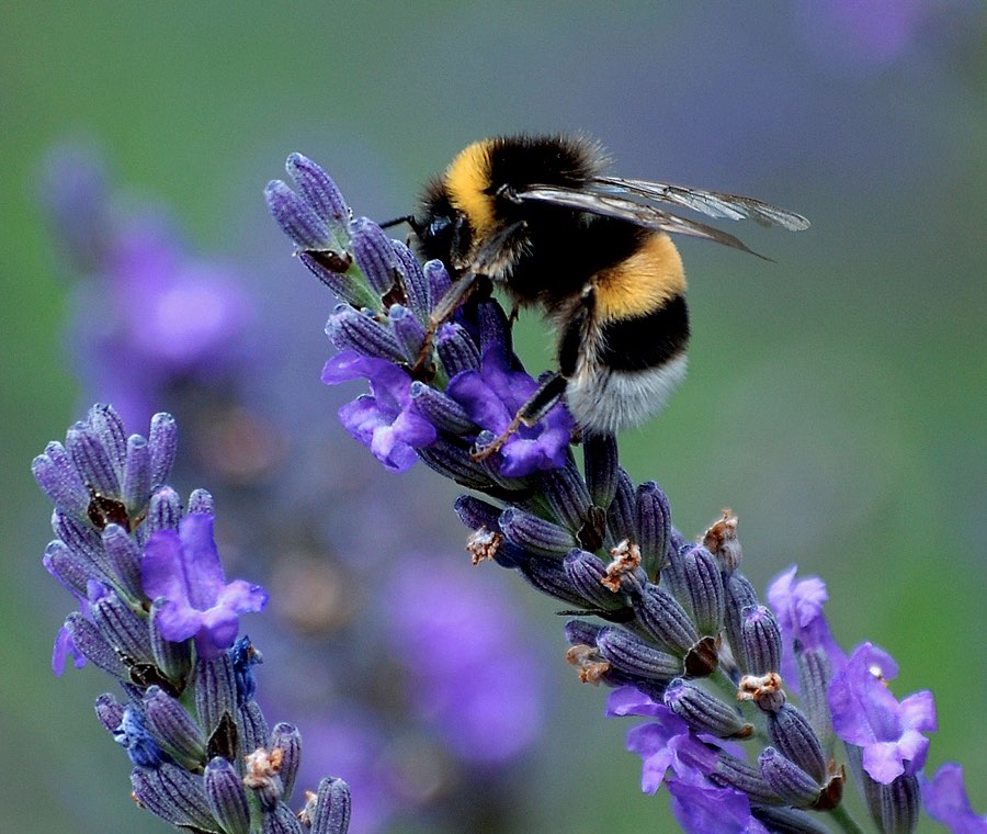Bee Pollinating copy